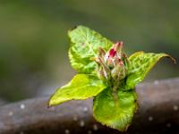 Zarte rote Blütenknospen umgeben von vier Blättern